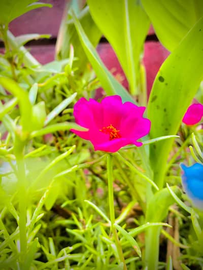 Munna Jan 