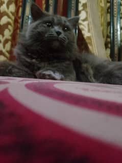 Persian male