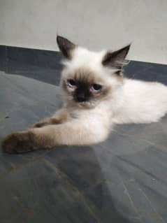 Cate white and black gray coulr eyes
