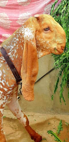 MAKKA CHINI BAKRA