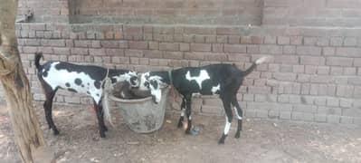 For  Sale