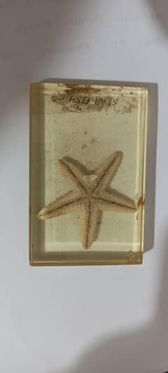 starfish