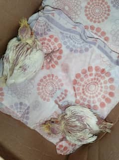 Cockatiel