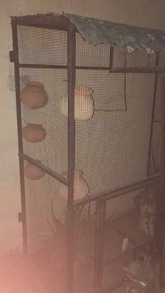 Parrots