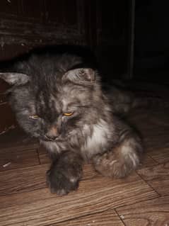 persin cat somok gray color eyes gold