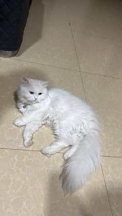 Persian