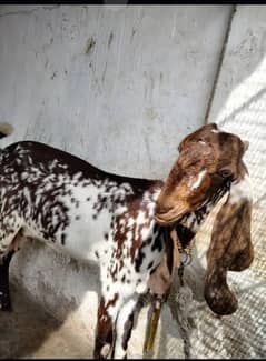 makki cheni bakri
