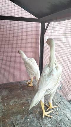 white shamo aseel
