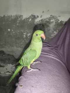 talking parrot