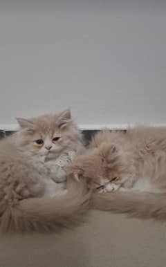 British shorthair x Persian