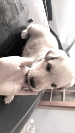 Labrador Cub Available