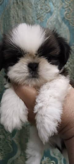 Shih-tzu