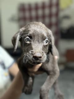 British lab puppy male