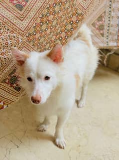 Indian Spitz Mix Russian Breed Dog