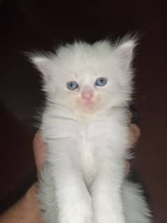 Persian kittens doll face