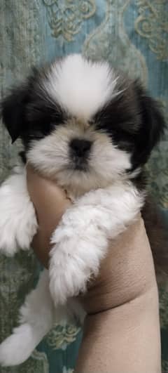 Shihtzu