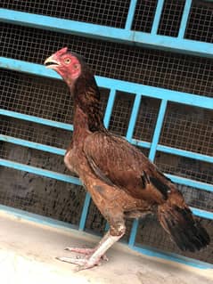 pure mianwali aseel hen