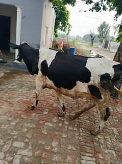 Friesian heifer first timer