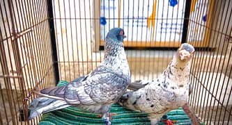 Breeder