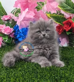 Persian Kittens |Smoky Grey white Triple Coated|Punch face|cat