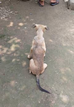 pure Alsatian bhagyari  female