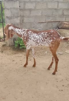 goat for sale