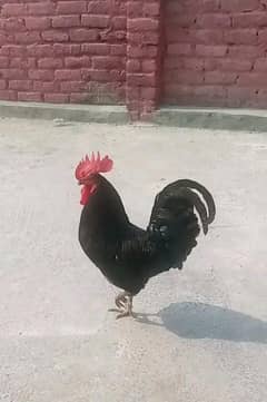 Full Breader Australoop Male