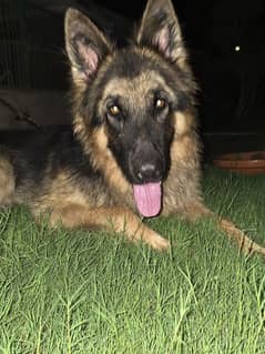 German Sheperd Double Coat