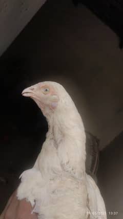 heera