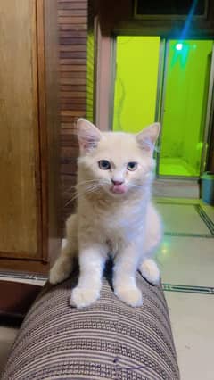 cat for sell
