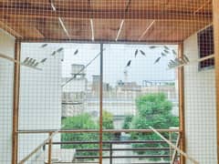 White Java Sparrows Colony