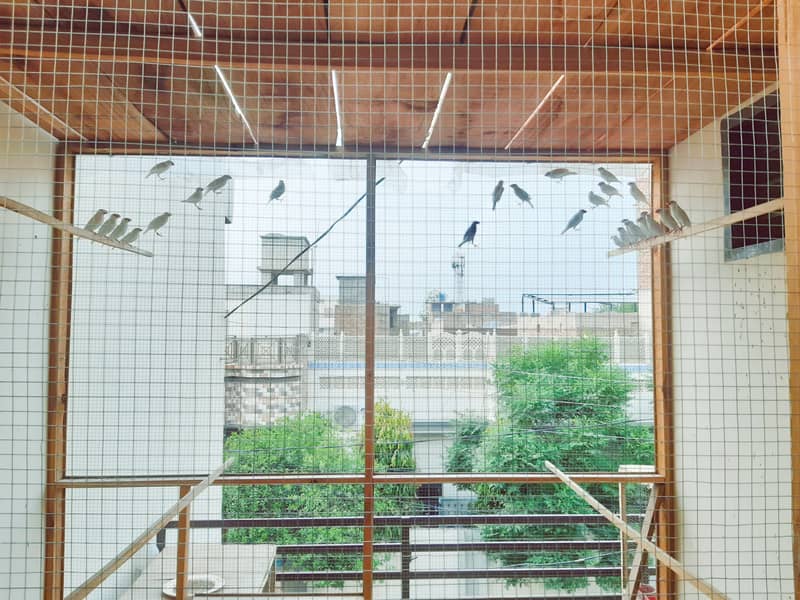 White Java Sparrows Colony 0