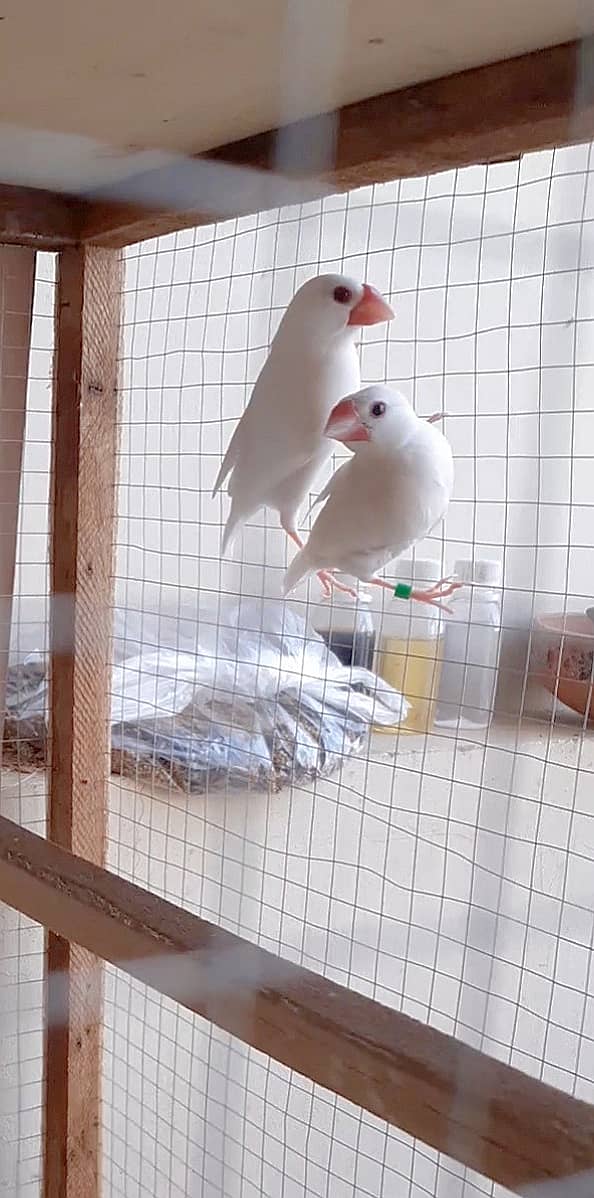 White Java Sparrows Colony 1