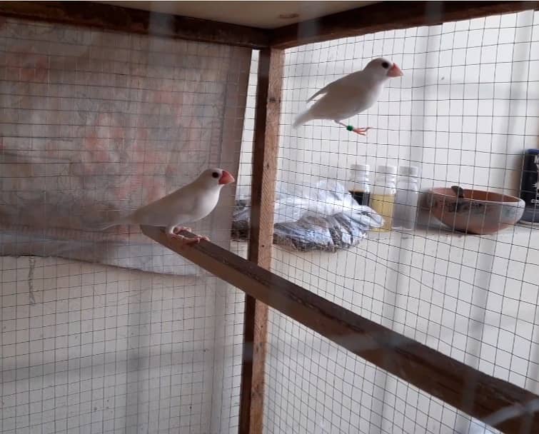 White Java Sparrows Colony 2