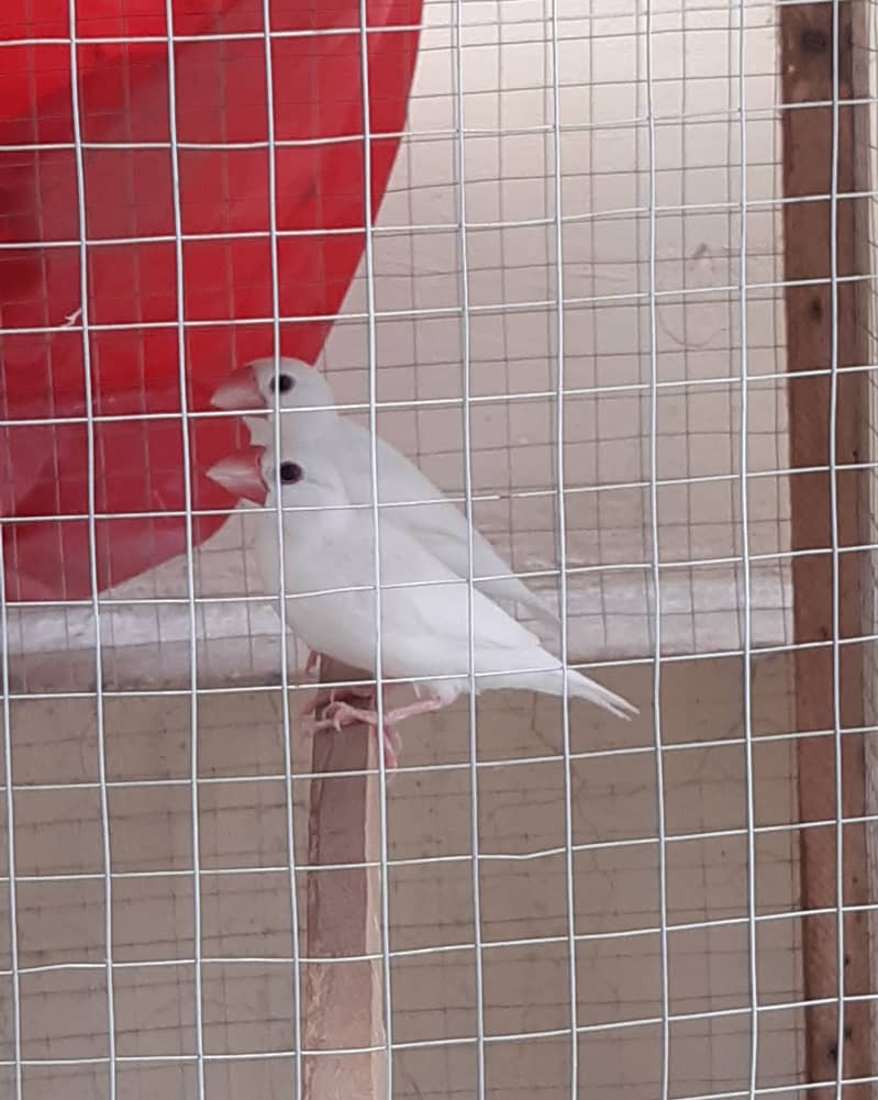 White Java Sparrows Colony 3