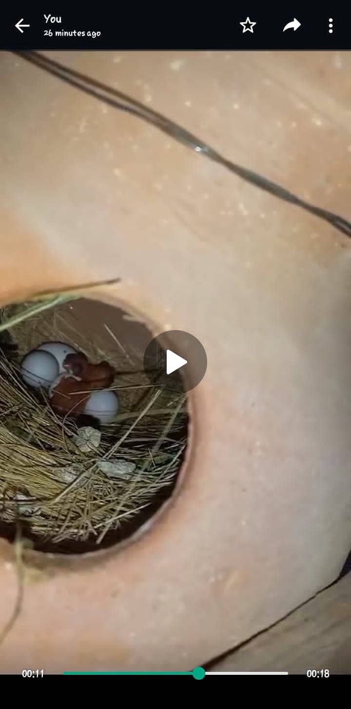 White Java Sparrows Colony 8