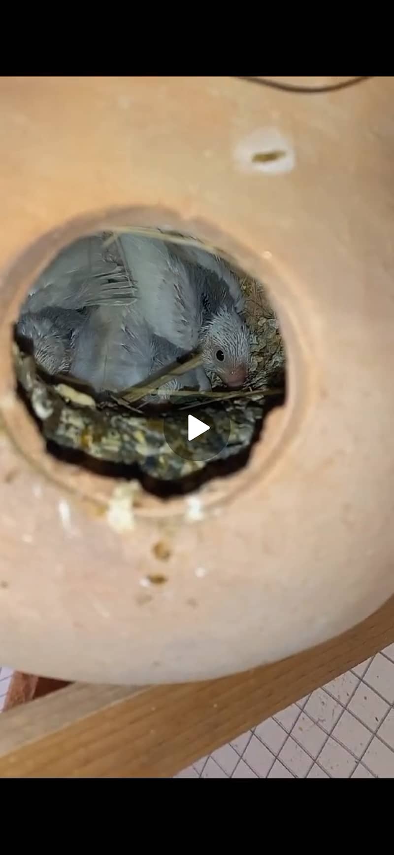 White Java Sparrows Colony 9