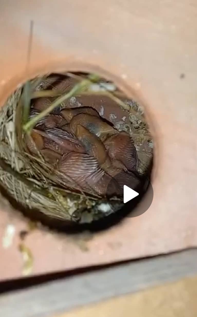 White Java Sparrows Colony 10