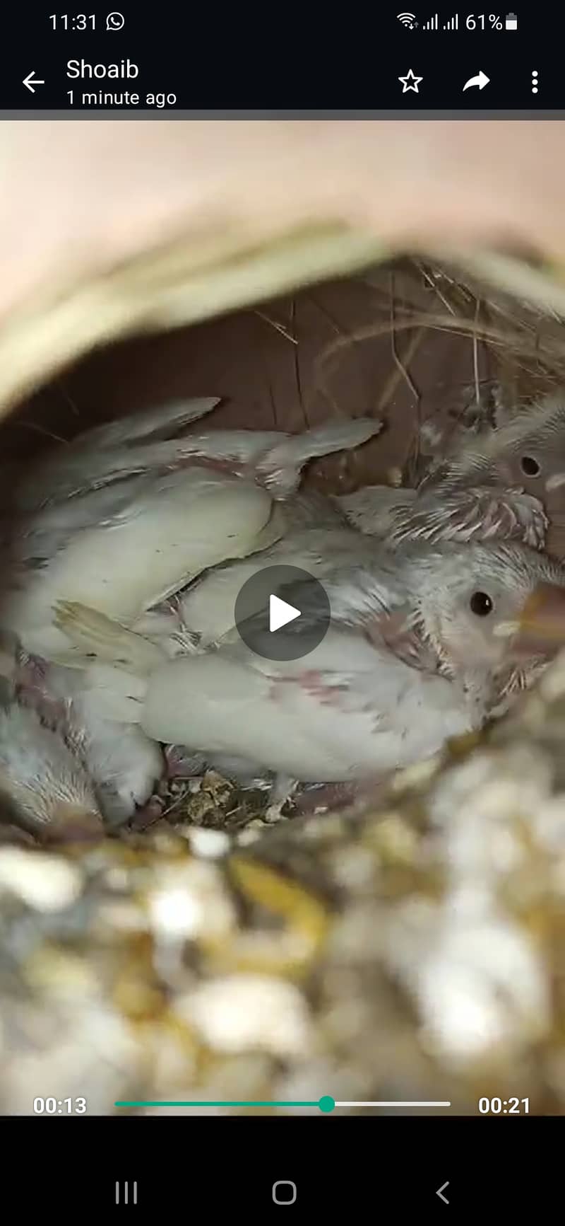 White Java Sparrows Colony 14