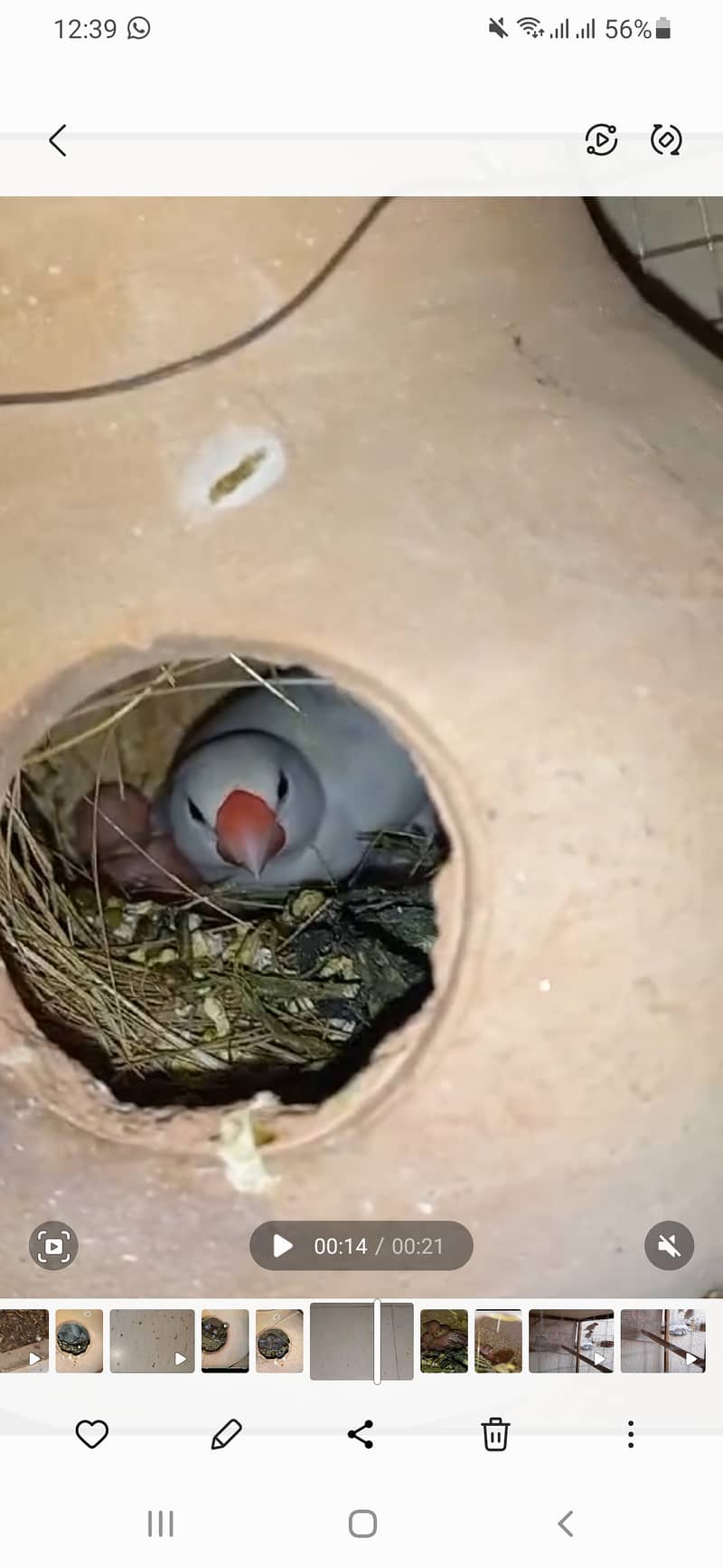 White Java Sparrows Colony 15