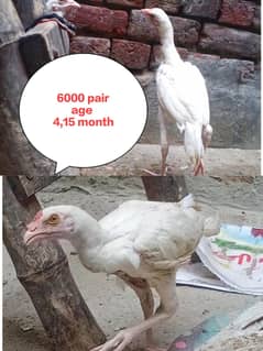 aseel heera white pair 6000 exchang white shamo o30171o4771 cal wts ap