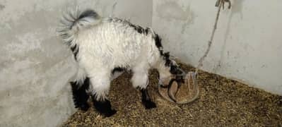 Tedy bakra  khubsurat