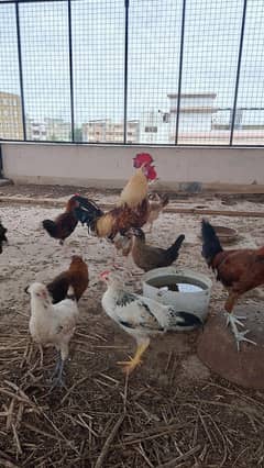 cheap murge for sale