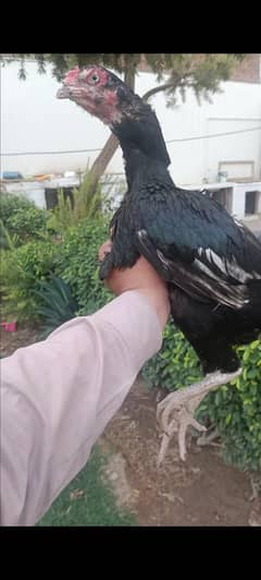 Mushki