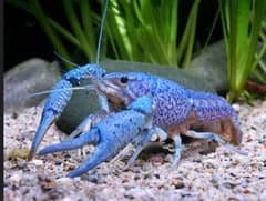 Lobster for sale