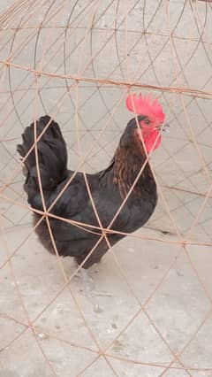 Sathmohra Murgi for sell full show wali cheez hy: