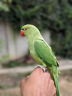 Raw Parrot