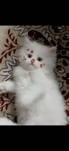 white persion cat
