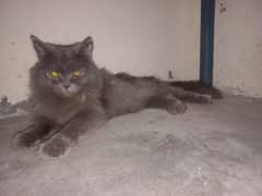Gray Pregnant Female Cat with Bicolor Breeder Male Cat for Sale