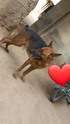 German shepherd Male